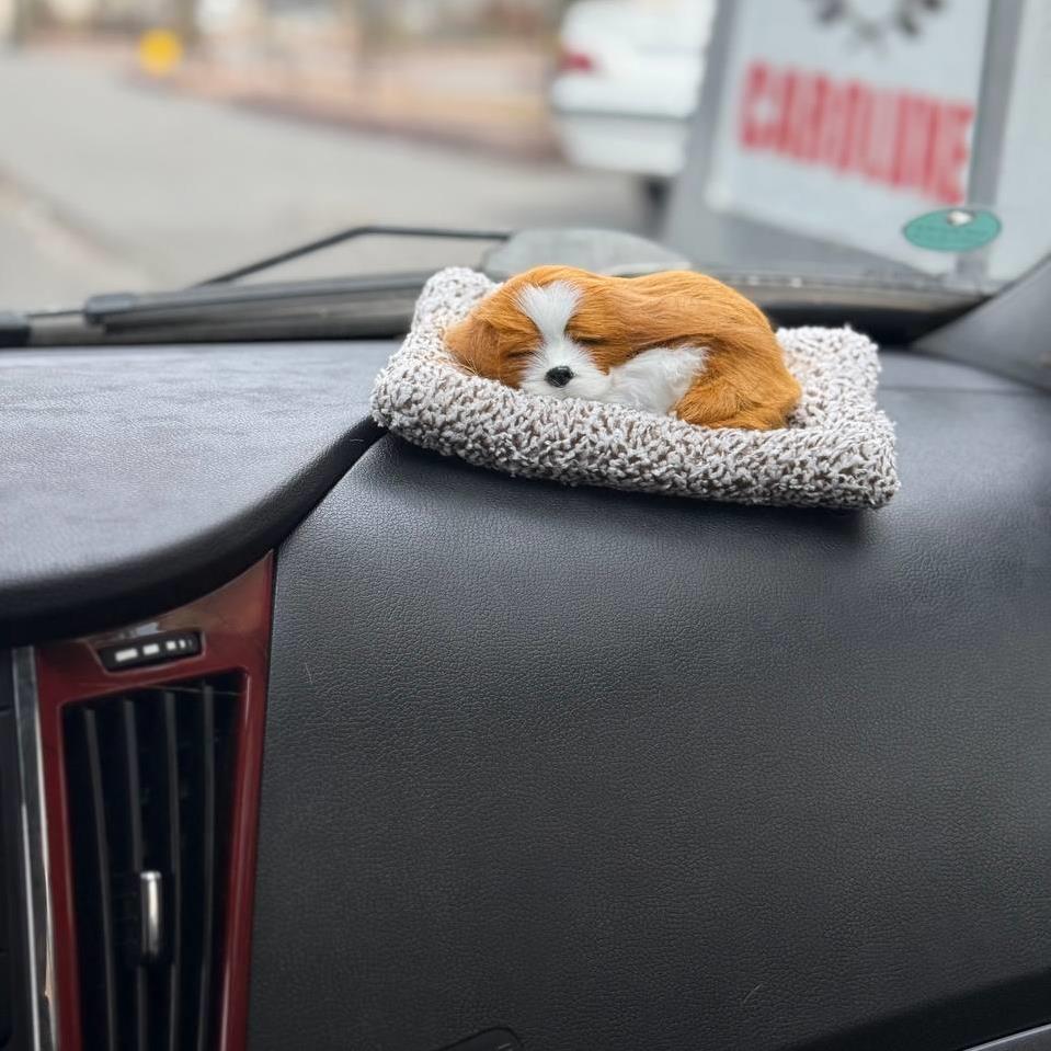 هاپو رو داشبردی بوگیر 368807b4-54fc-4ff4-8d48-76c6b5422151.jpg