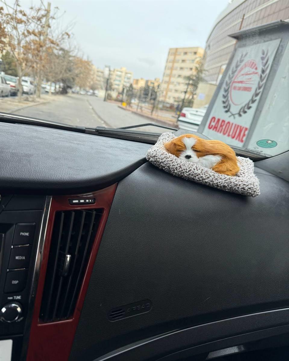 هاپو رو داشبردی بوگیر 47a1c83f-55db-4a9a-8e5f-945fa6de20a7.jpg